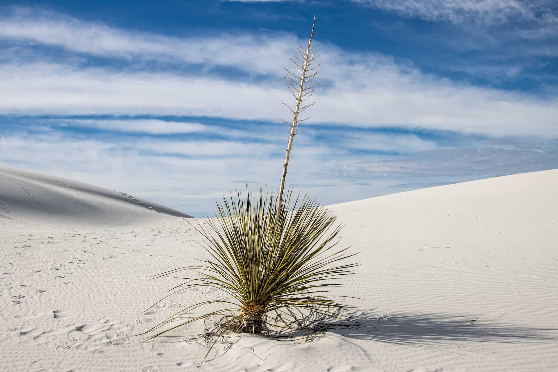 photo of yucca plant in the white sands