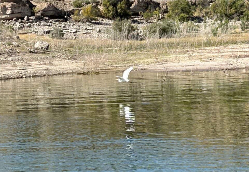 A white bird flying over Elephant Butte Lake State Park, showcasing its elegance and grace.