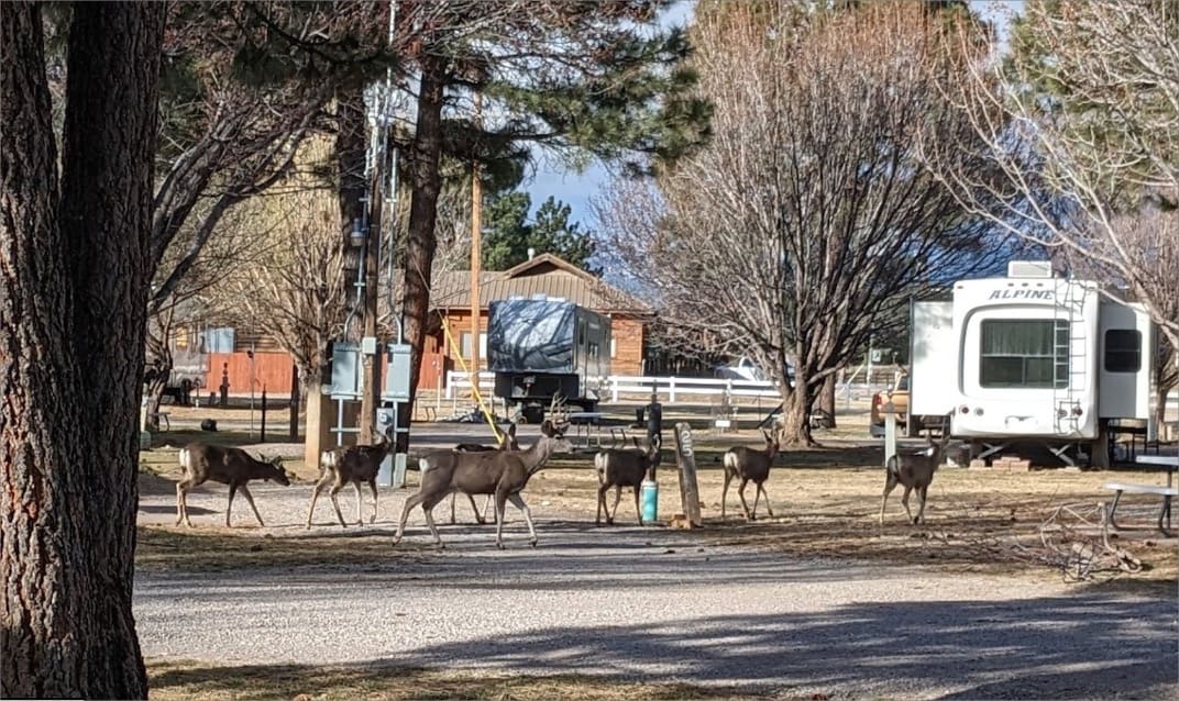 Little Creek Rv Park 