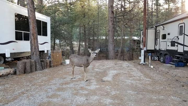 A deer standing next to an rv in a canyon hideaway.