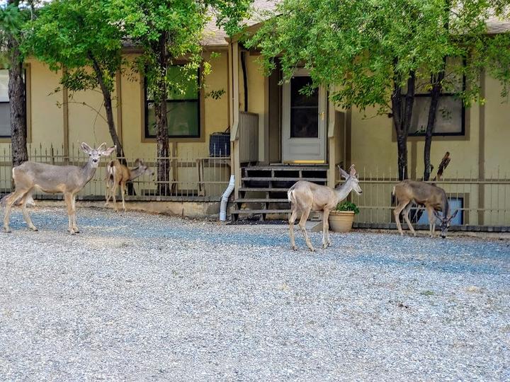 A group of deer standing in front of a luxury RV resort in Ruidoso.